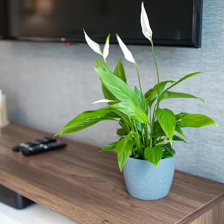 Apartman Lm Narutowicza Kamienica Nova 2-3 Szczecin